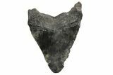 Bargain, Fossil Megalodon Tooth - South Carolina #168324-1